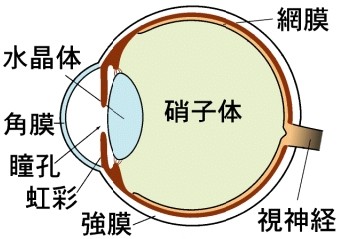 飛蚊症とその治療 医学小知識 飛蚊症とその治療 医学小知識