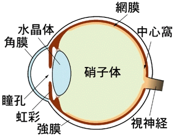 やさしい白内障のおはなし 医学小知識